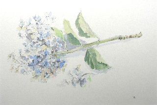 紫陽花の水彩画
